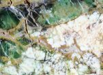 Polished Green-White Opal Section - Western Australia #65408-3